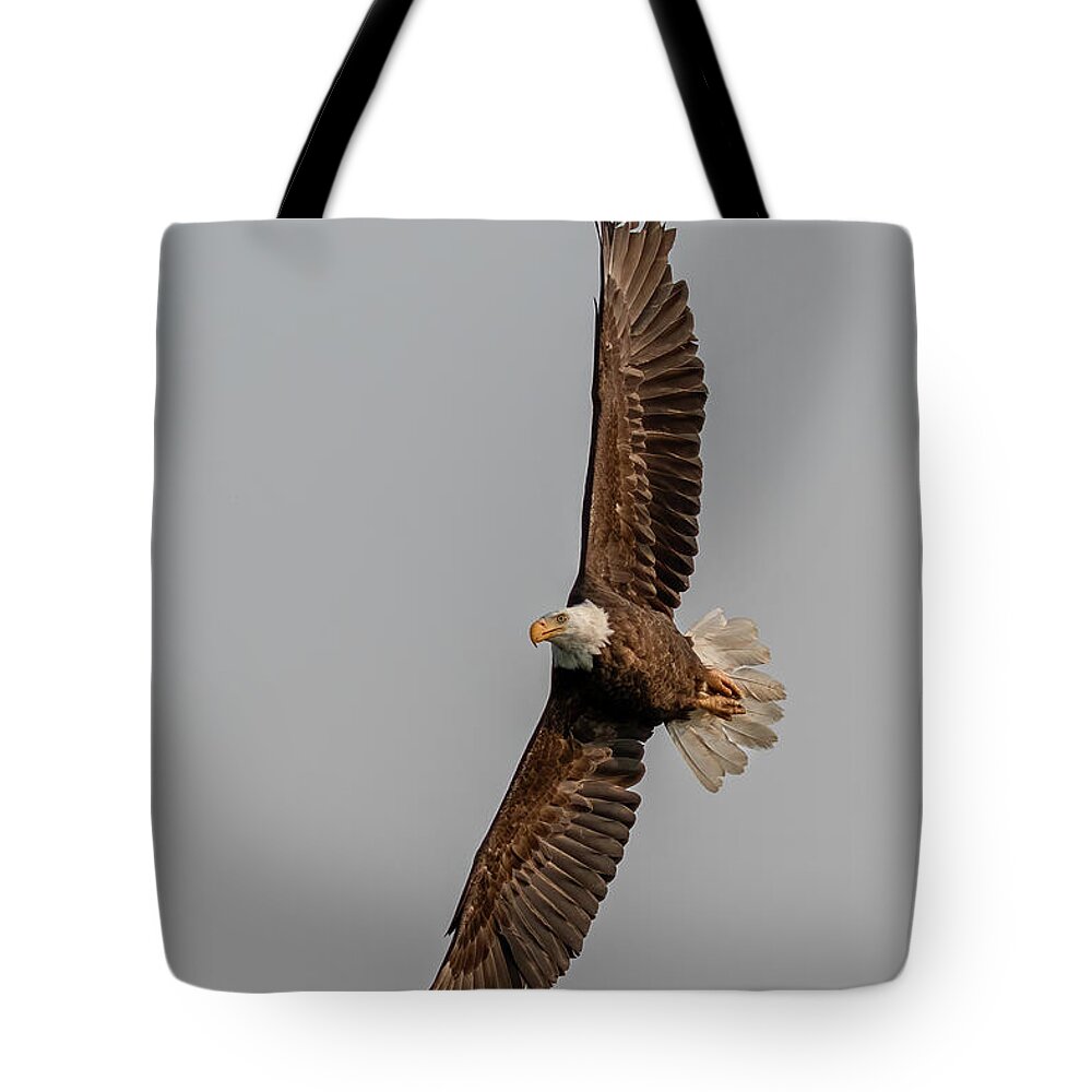 Eagle Tote Bag featuring the photograph Morning Sun Eagle by Randy Robbins