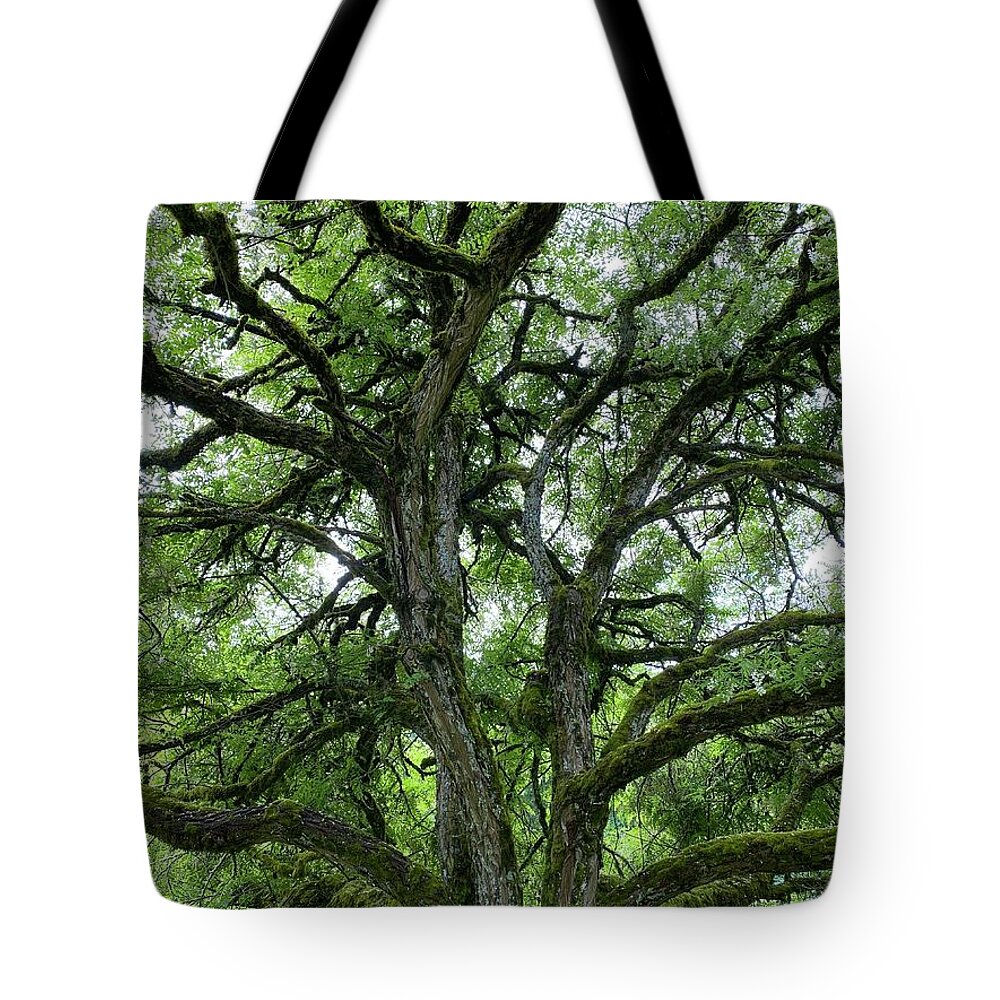 Moss Tote Bag featuring the photograph Moss Covered Twisted Tree Branches by Jerry Abbott