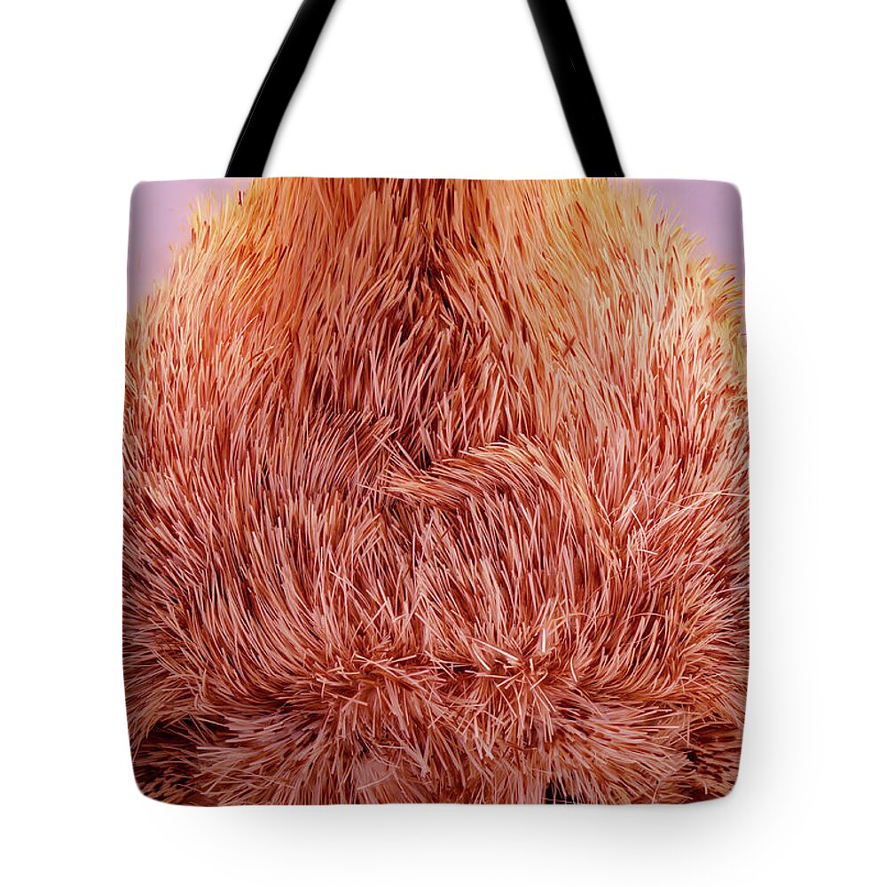 Moth Tote Bag featuring the photograph Live Moth Head On by Daniel Reed