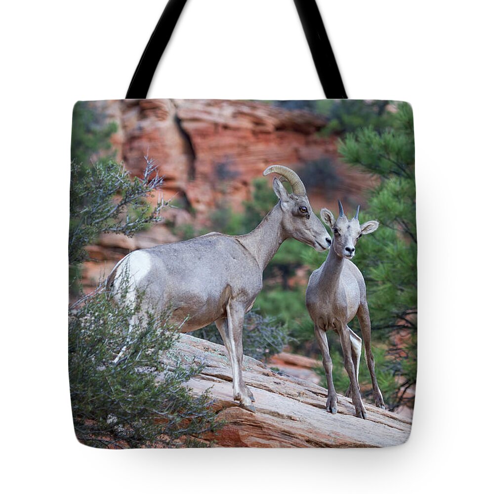 Zion Tote Bag featuring the photograph Mother and Lamb by James Marvin Phelps
