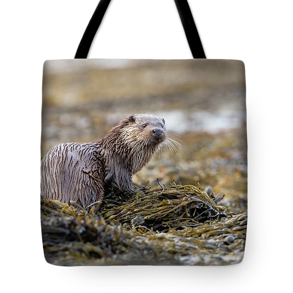 Otter Tote Bag featuring the photograph Mother Otter by Pete Walkden