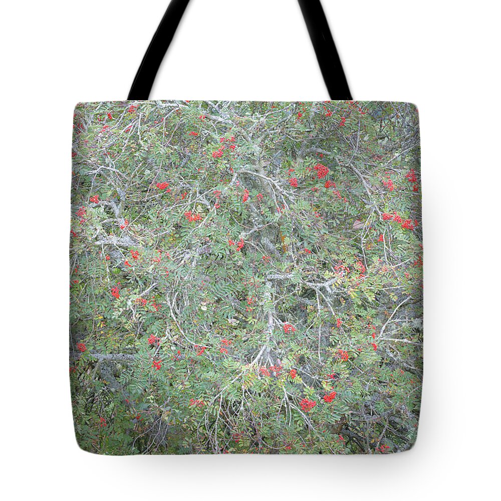 Autumn Tote Bag featuring the photograph Mountain Ash with bright red berries in early autumn by Anita Nicholson