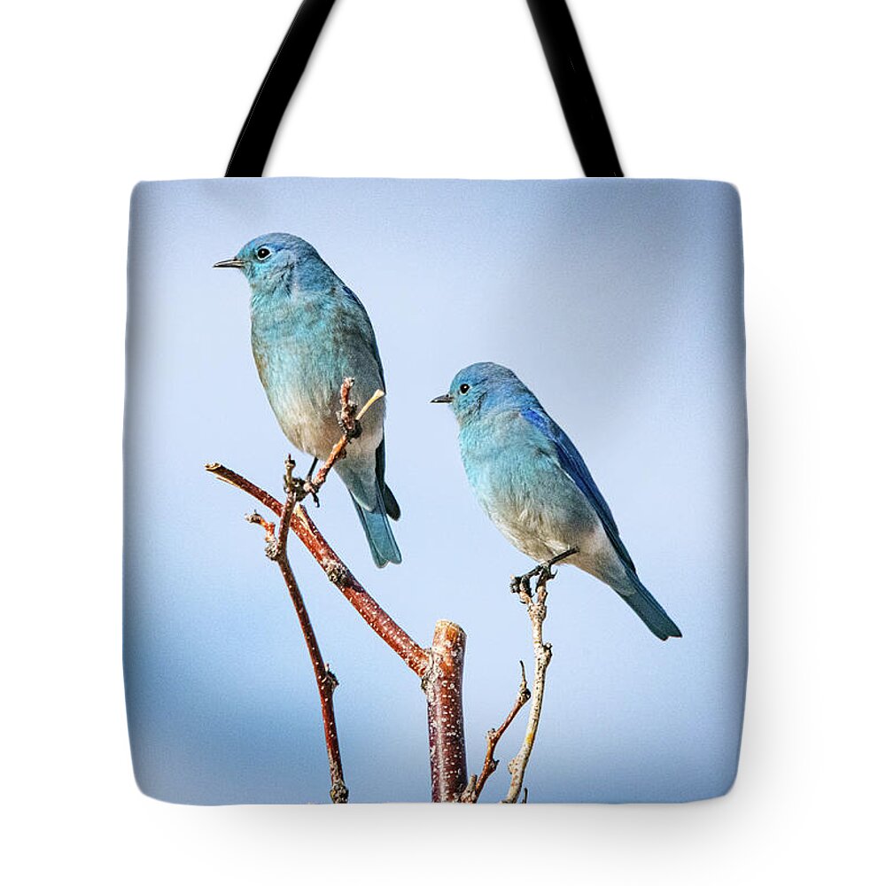 Birds Tote Bag featuring the photograph Mountain Bluebirds by Janis Knight