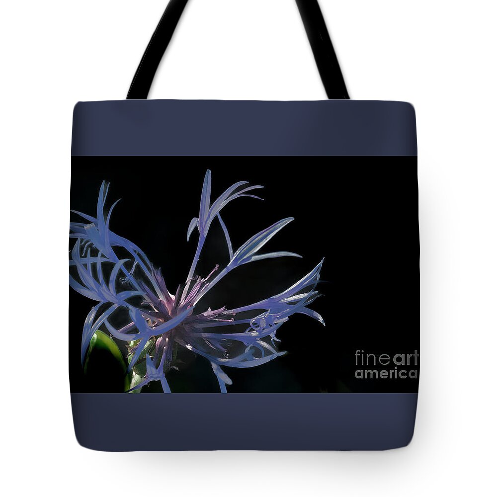 Flowers Tote Bag featuring the photograph Mountain Bluet In Arizona by Jim Wilce