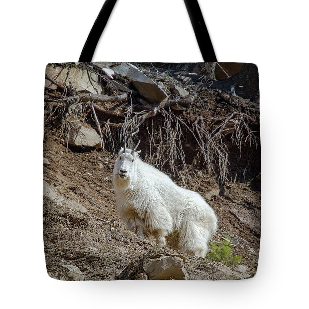 Mountain Goat Tote Bag featuring the photograph Mountain Goat by Canadart -