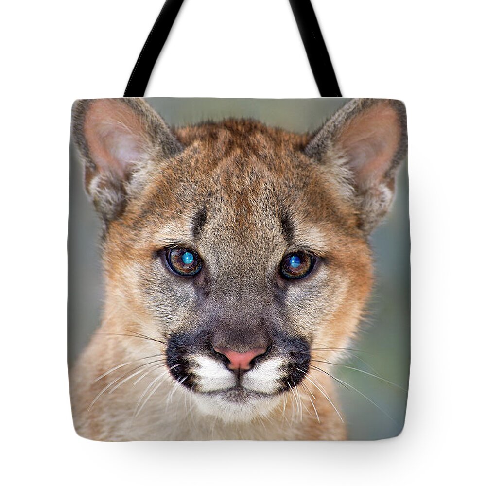 North America Tote Bag featuring the photograph Mountain Lion Felis Concolor Captive Wildlife Rescue by Dave Welling