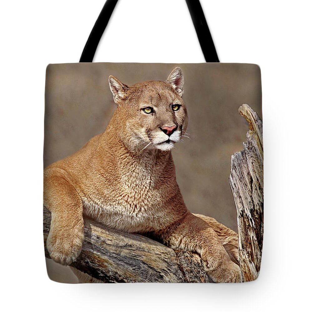 Dave Welling Tote Bag featuring the photograph Mountain Lion Felis Concolor by Dave Welling