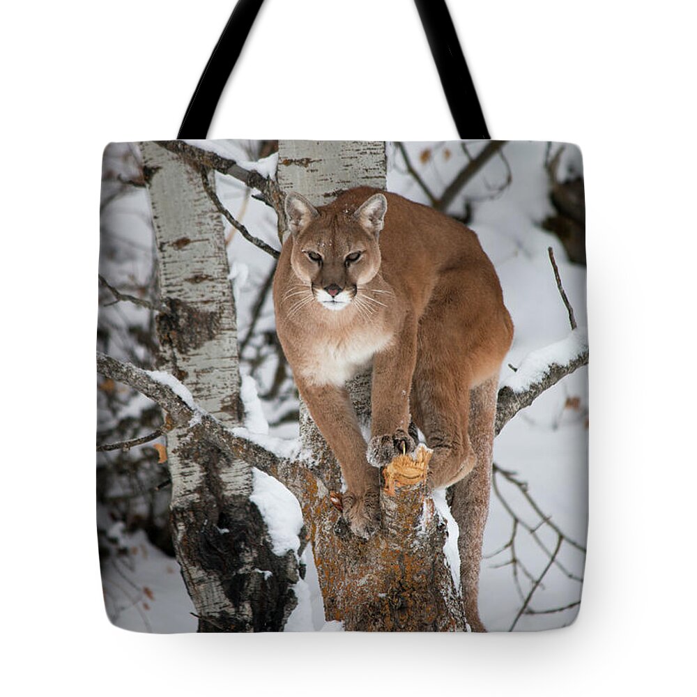 Animal Tote Bag featuring the photograph Mountain Lion in a Tree by Teresa Wilson