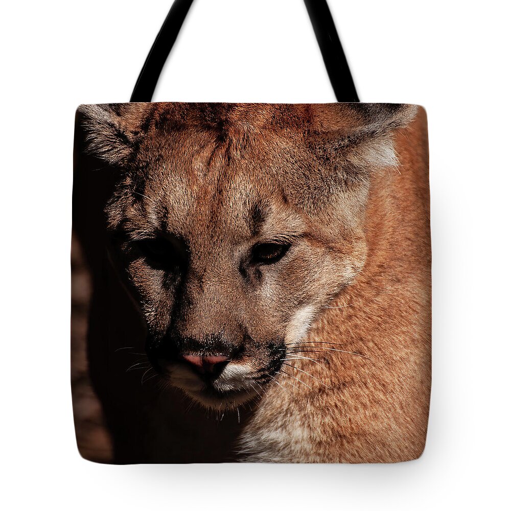 Mountain Lion Portrait Tote Bag featuring the photograph Mountain lion portrait 002 by Flees Photos