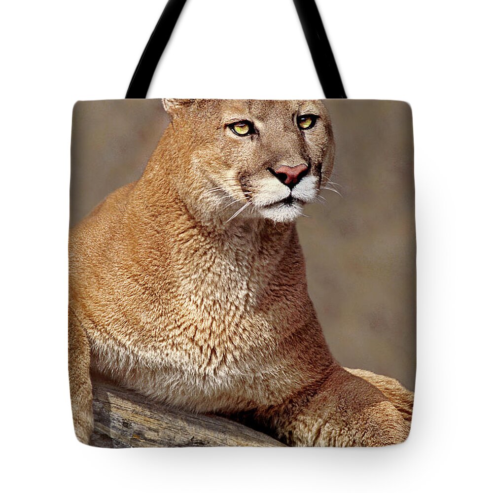Dave Welling Tote Bag featuring the photograph Mountain Lion Portrait Vertical by Dave Welling