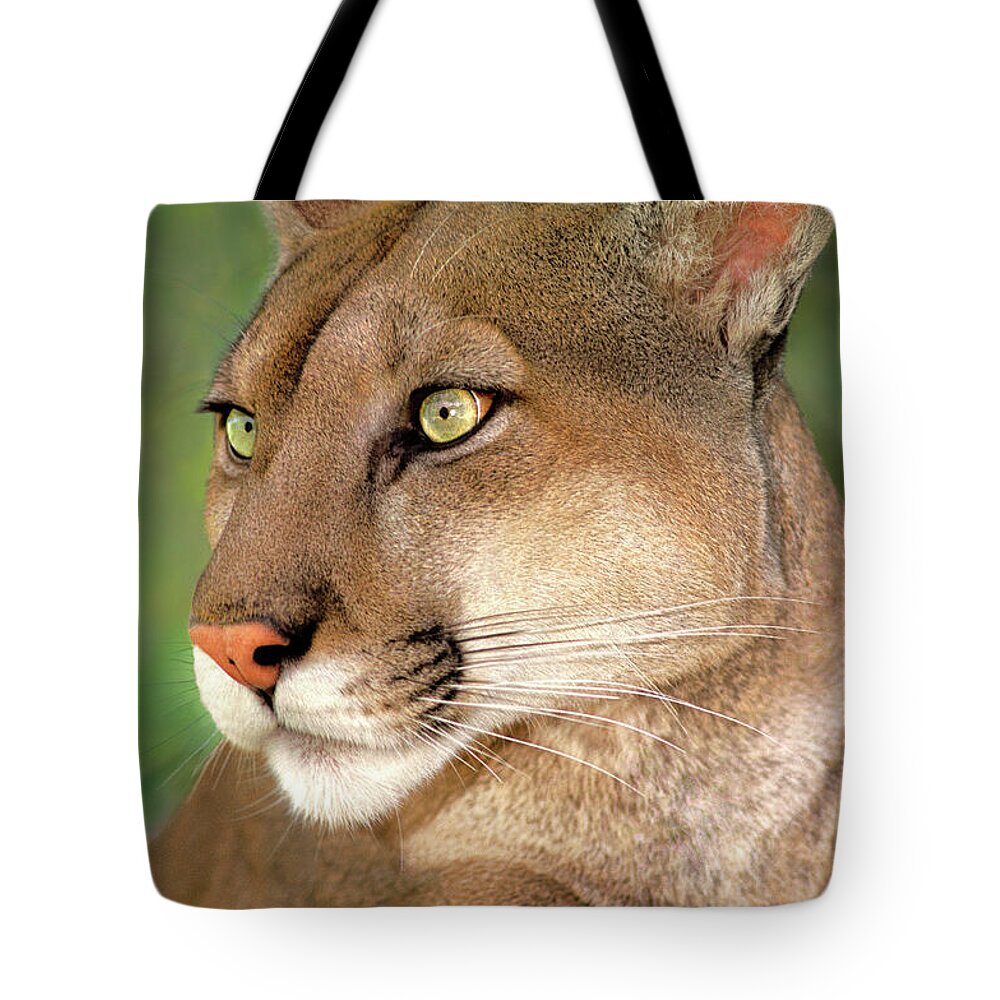 Mountain Lion Tote Bag featuring the photograph Mountain Lion Portrait Wildlife Rescue by Dave Welling