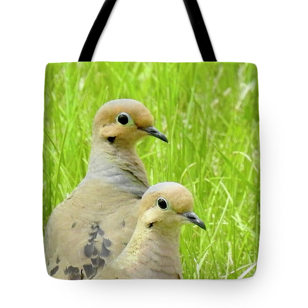 Mourning Doves. Cariboo Birds. Tote Bag featuring the photograph Mourning Doves by Nicola Finch