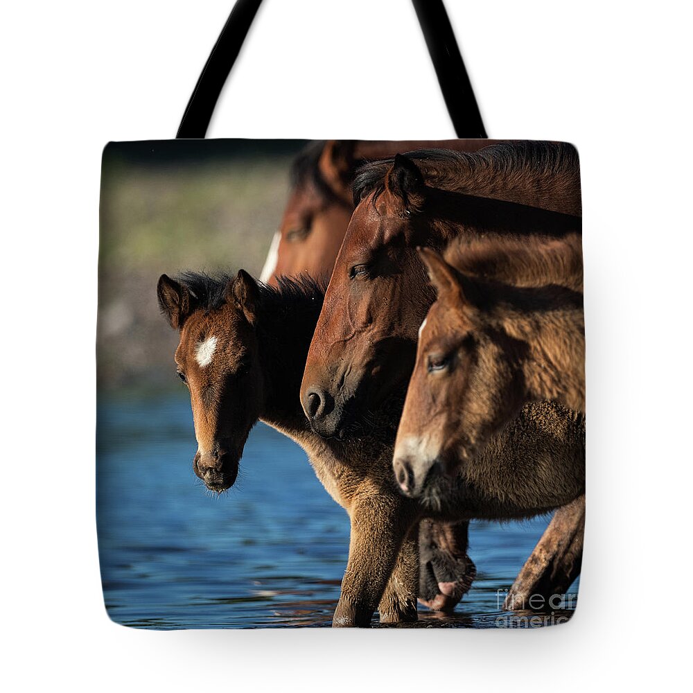 Salt River Wild Horses Tote Bag featuring the photograph Moving Forward by Shannon Hastings