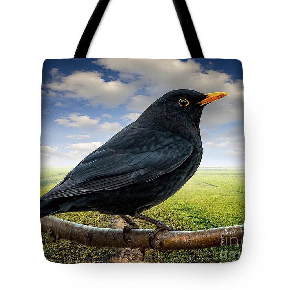 Black Bird Tote Bag featuring the photograph Mr Blackbird UK by Adrian Evans