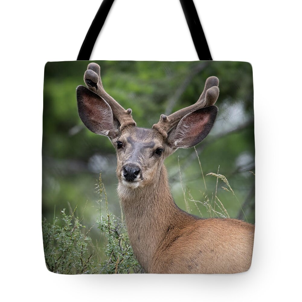 2020 Tote Bag featuring the photograph Mule Buck in Spring by Constance Puttkemery