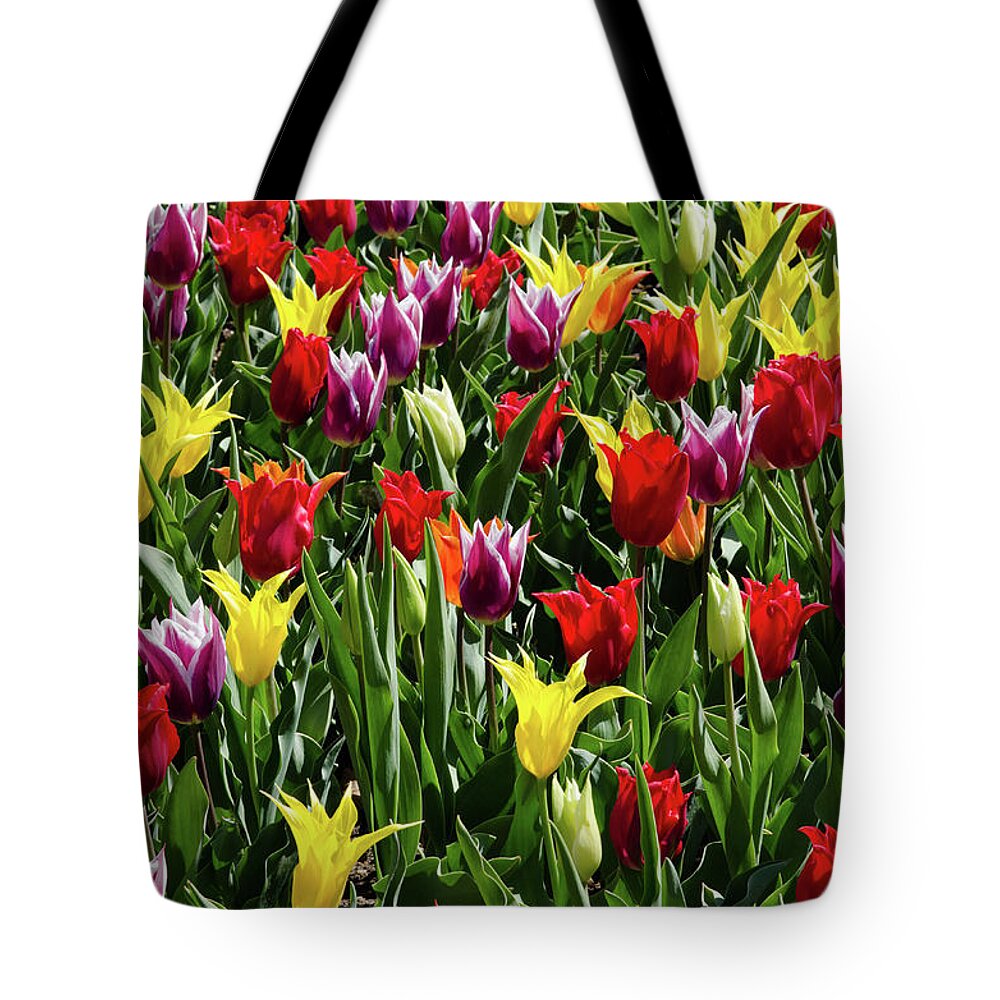 Red Tulips Tote Bag featuring the photograph Multiple Color Tulips by Crystal Wightman