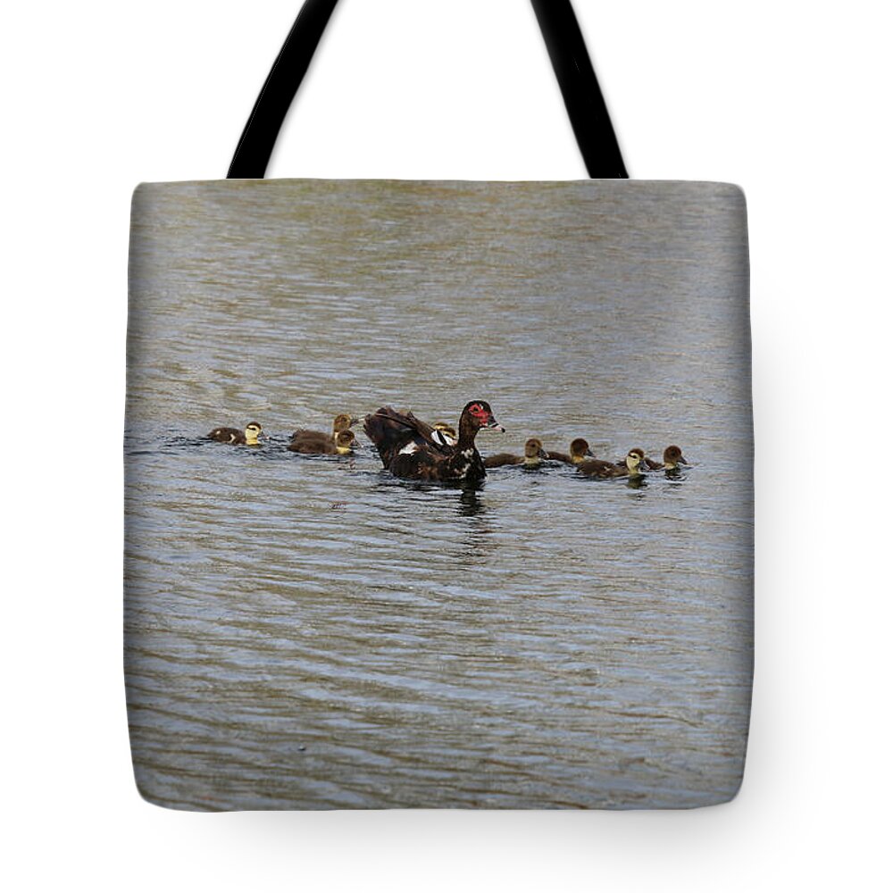 Anhinga Tote Bag featuring the photograph Muscovey Duck With Young Ducklings by Philip And Robbie Bracco