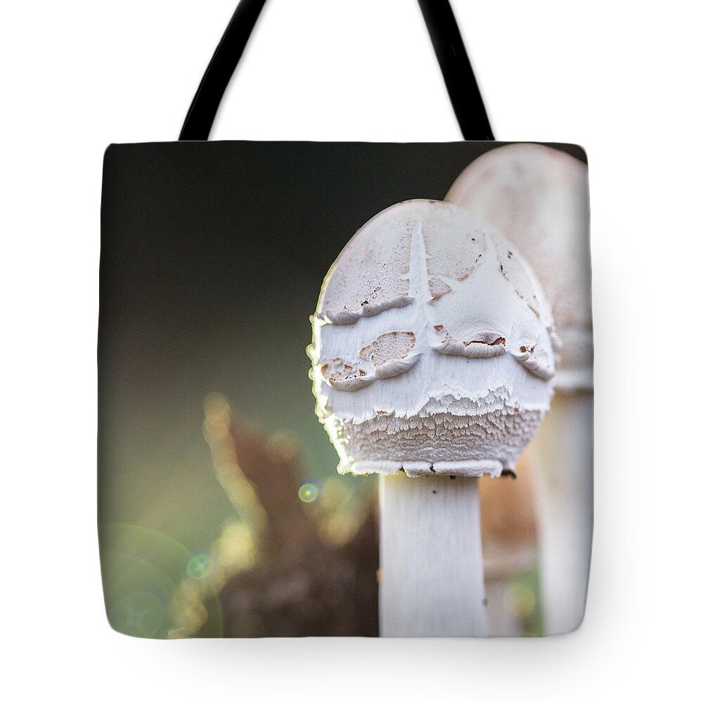 Mushroom Tote Bag featuring the photograph Mushrooms by David Beechum