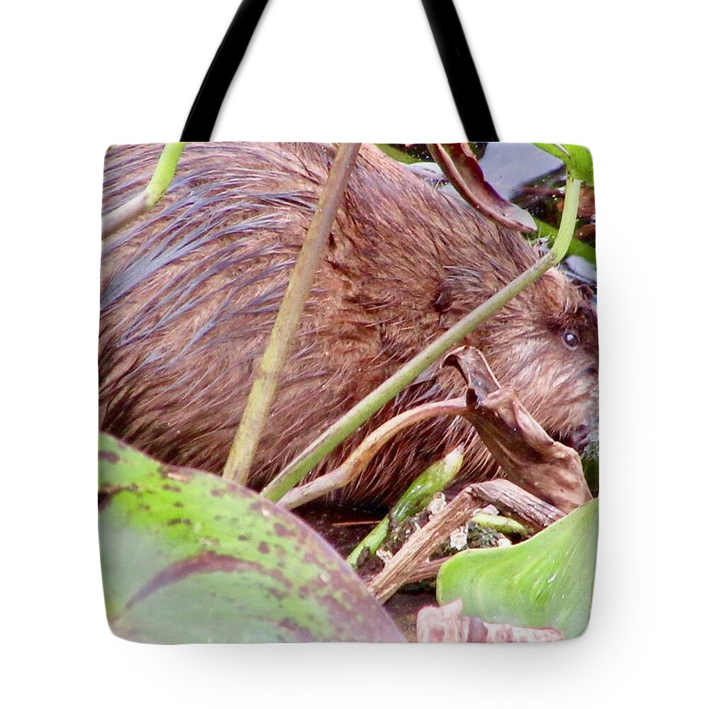 Muskrat Tote Bag featuring the photograph Muskrat by Stephanie Moore