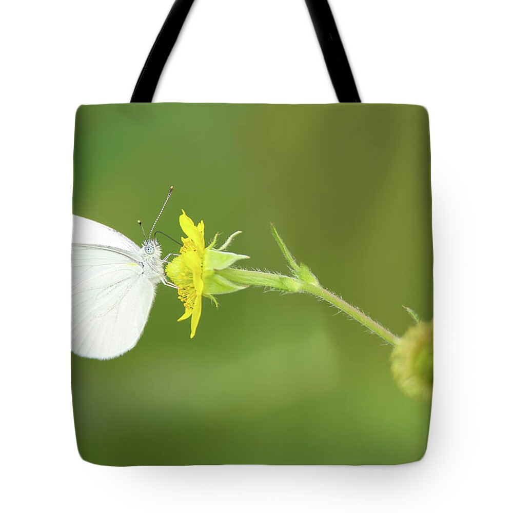 Mustard White Butterfly Tote Bag featuring the photograph Mustard White Butterfly by Brook Burling