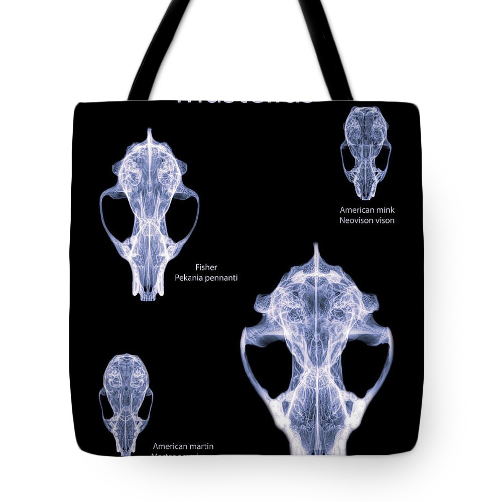 Mammal Tote Bag featuring the photograph Mustelids -02 by Rob Graham