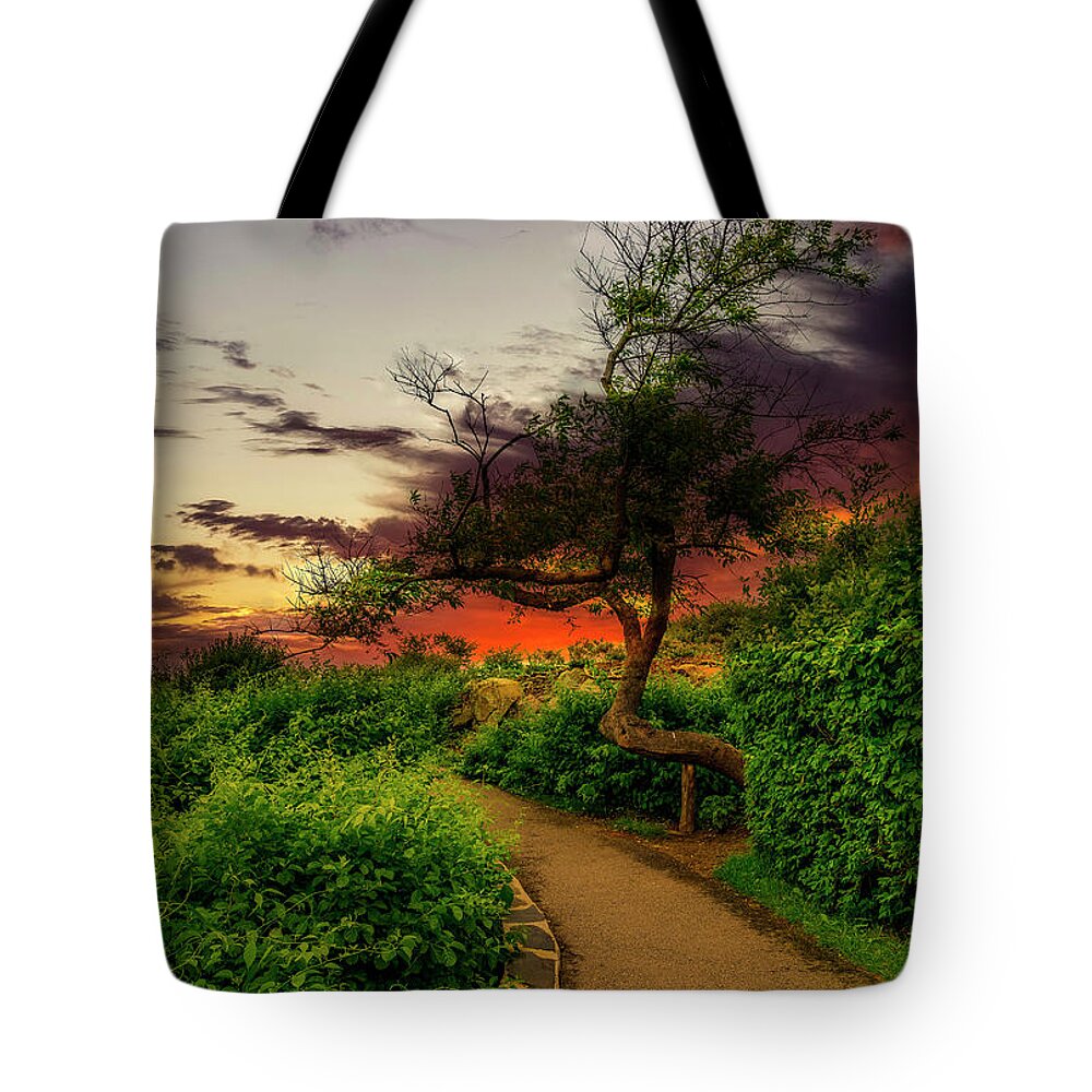 Ogunquit Tote Bag featuring the photograph My Favorite Tree by Penny Polakoff