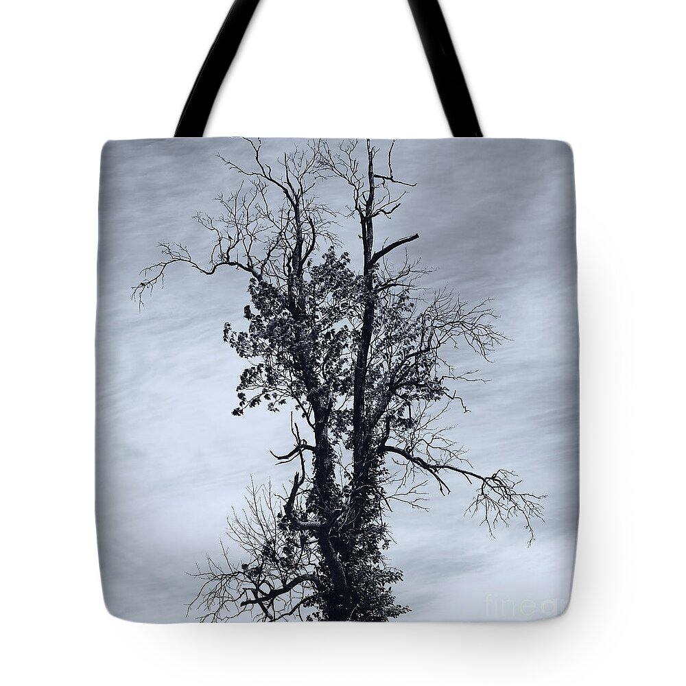 The Beauty Of Trees Tote Bag featuring the photograph My Jungle Tree by fototaker Tony
