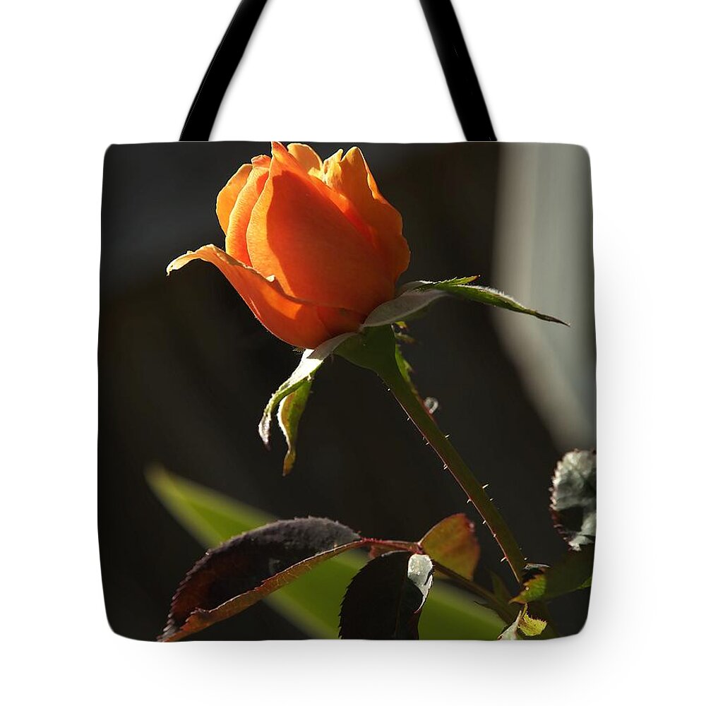 Botanical Tote Bag featuring the photograph My Resurrection Rose by Richard Thomas