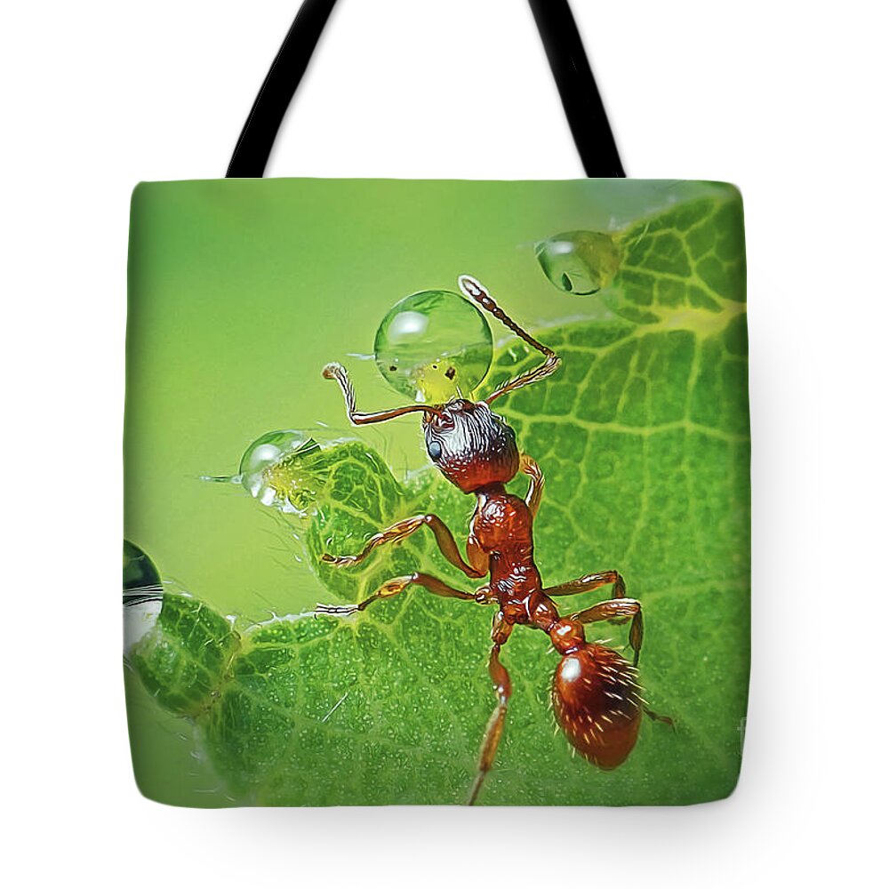 Photo Tote Bag featuring the photograph Myrmica rubra Formicidae Common Red Ant Insect by Frank Ramspott