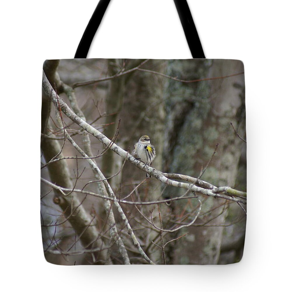  Tote Bag featuring the photograph Myrtle Warbler by Heather E Harman