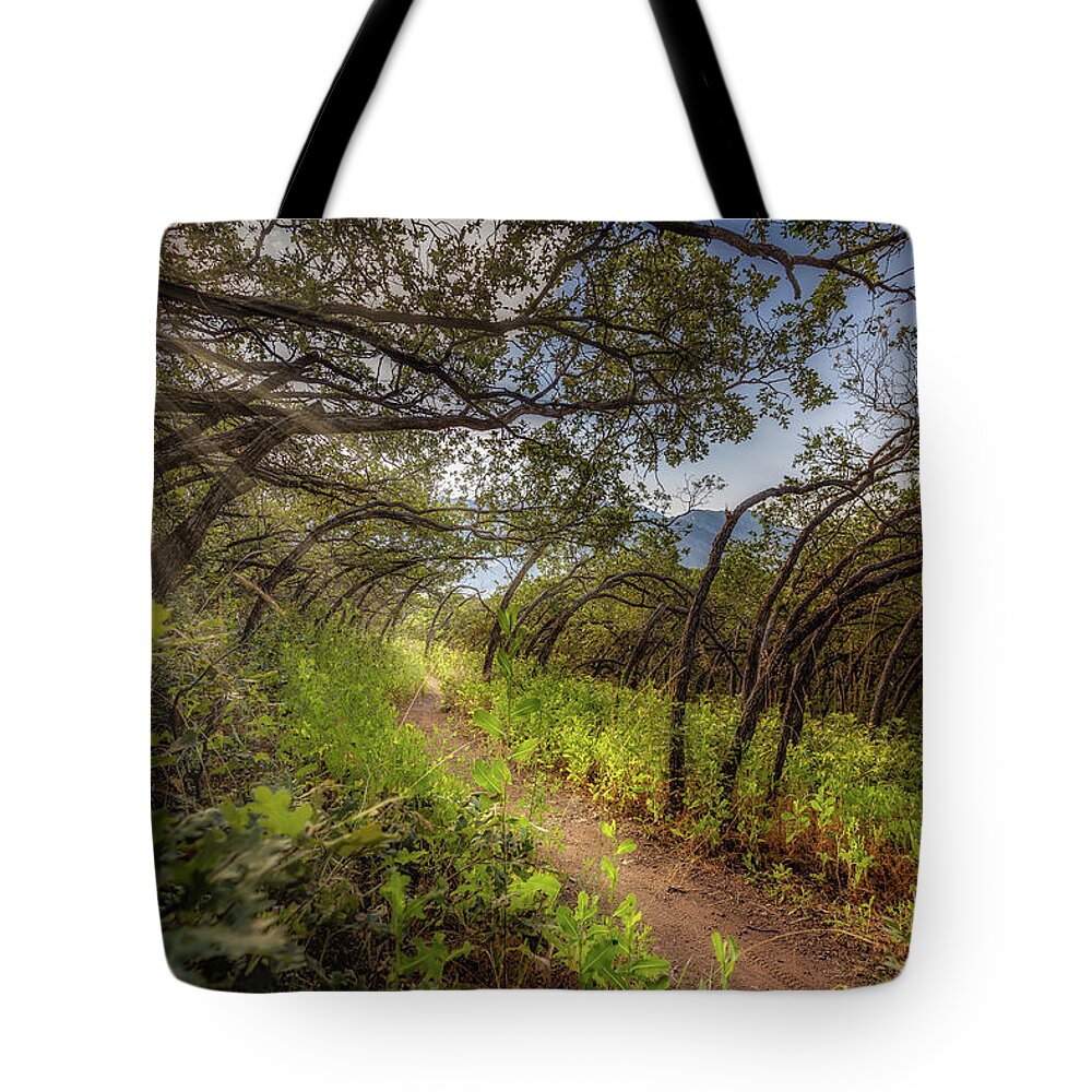 Woods Tote Bag featuring the photograph Mystical Worshipping Woods by Bradley Morris