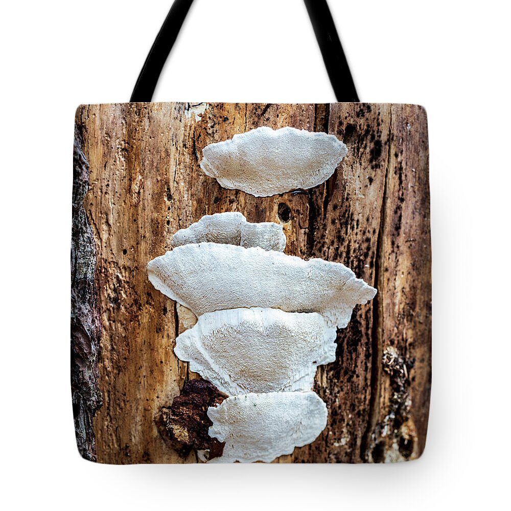 Landscapes Tote Bag featuring the photograph Nature Photography - Tree Trunk 2 by Amelia Pearn