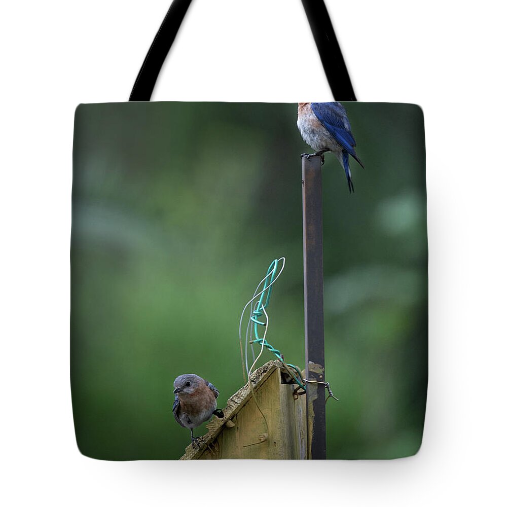 Blue Bird Tote Bag featuring the photograph Nesting Look Out by Dale Powell