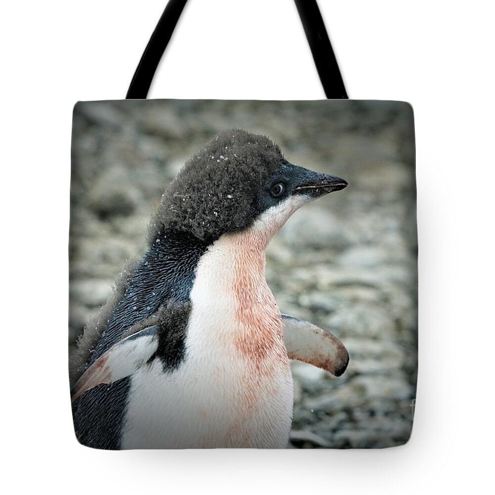 Adelie Penquin Antarctica Tote Bag featuring the photograph New Adelie by Darcy Dietrich
