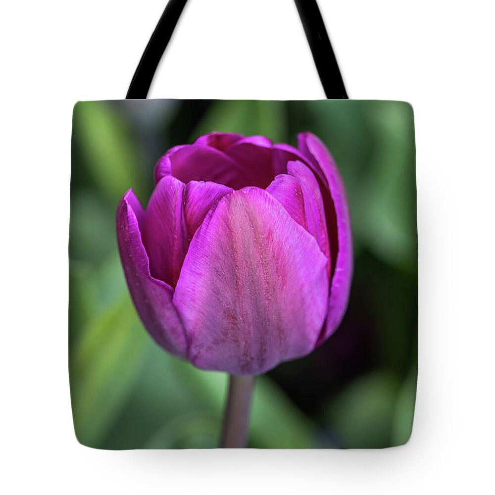 Fine Art Tote Bag featuring the photograph New Beginning by Kim Sowa