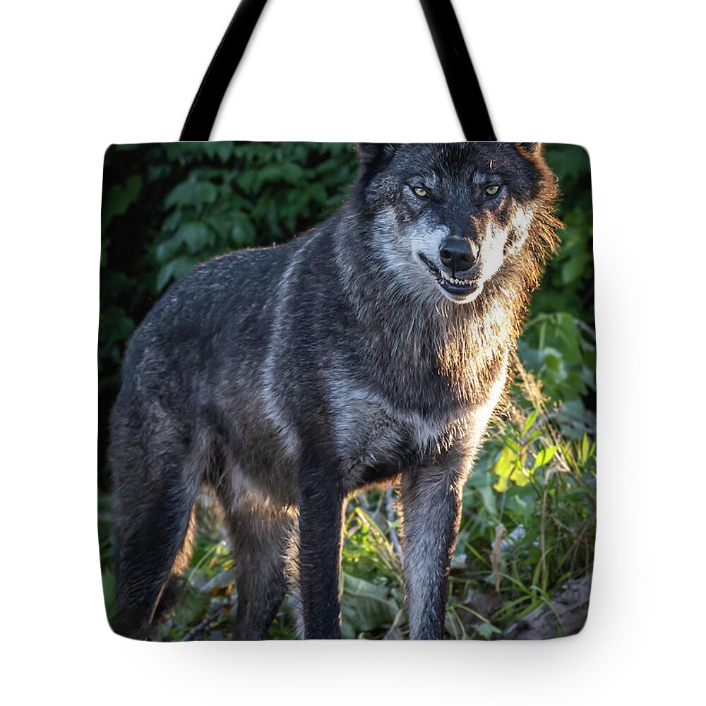 Wolf Tote Bag featuring the photograph Niko Snarl by Laura Hedien