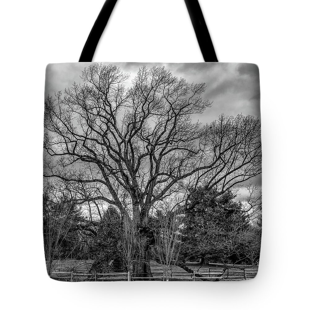 Nature Alone Tote Bag featuring the photograph NJ Champion The Brearley Oak by Louis Dallara