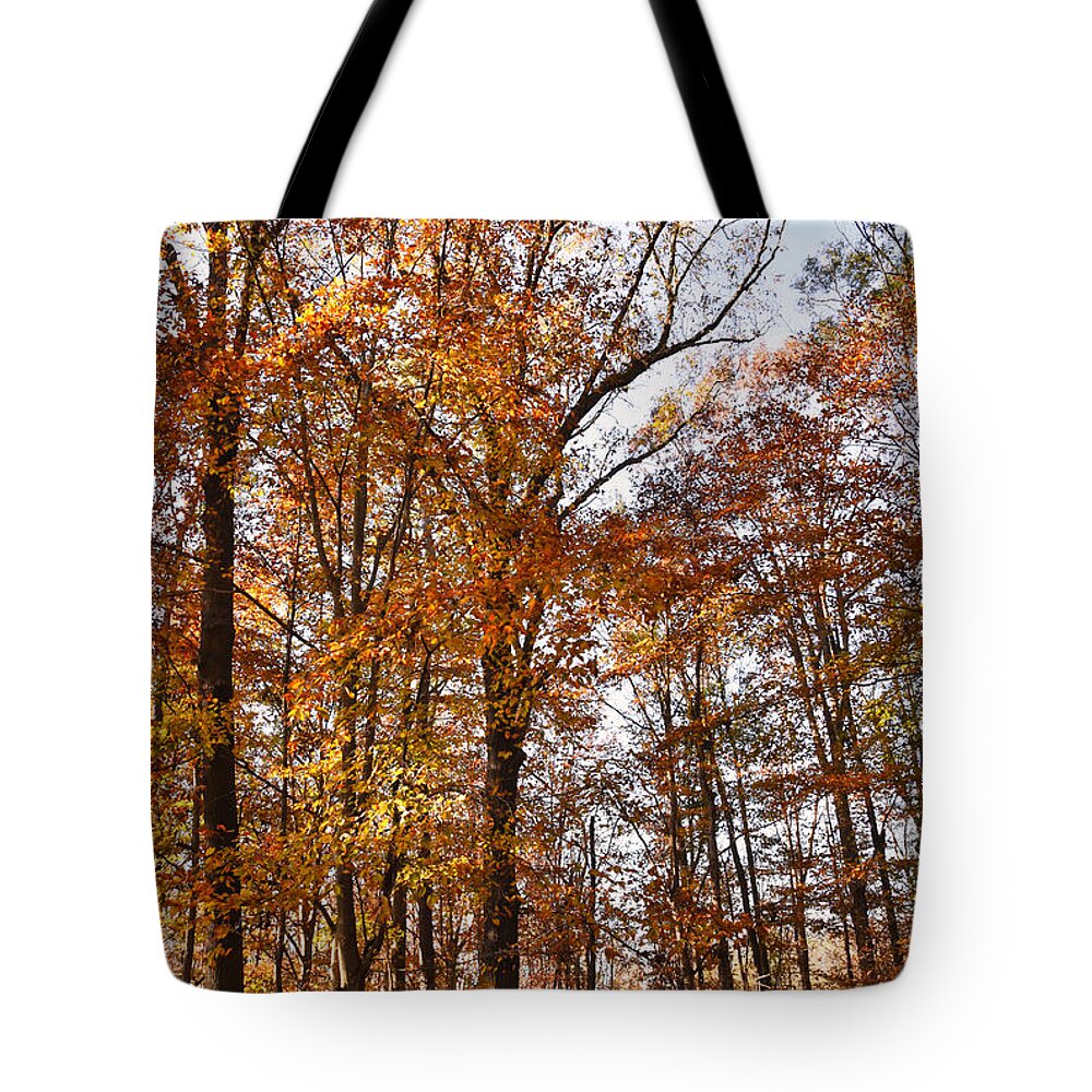 North Georgia Tote Bag featuring the photograph North Georgia Fall Colors 3 by Andrea Anderegg