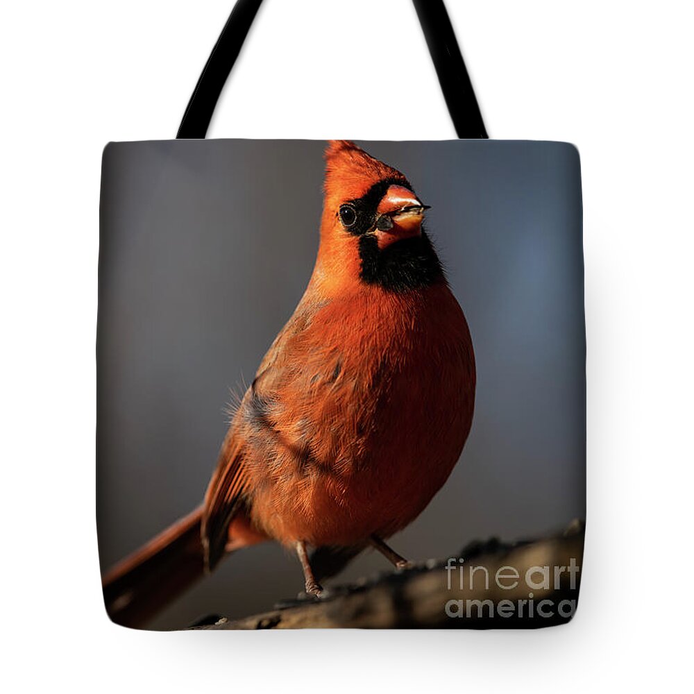 Feathers Tote Bag featuring the photograph Northern Cardinal Feeding by JT Lewis