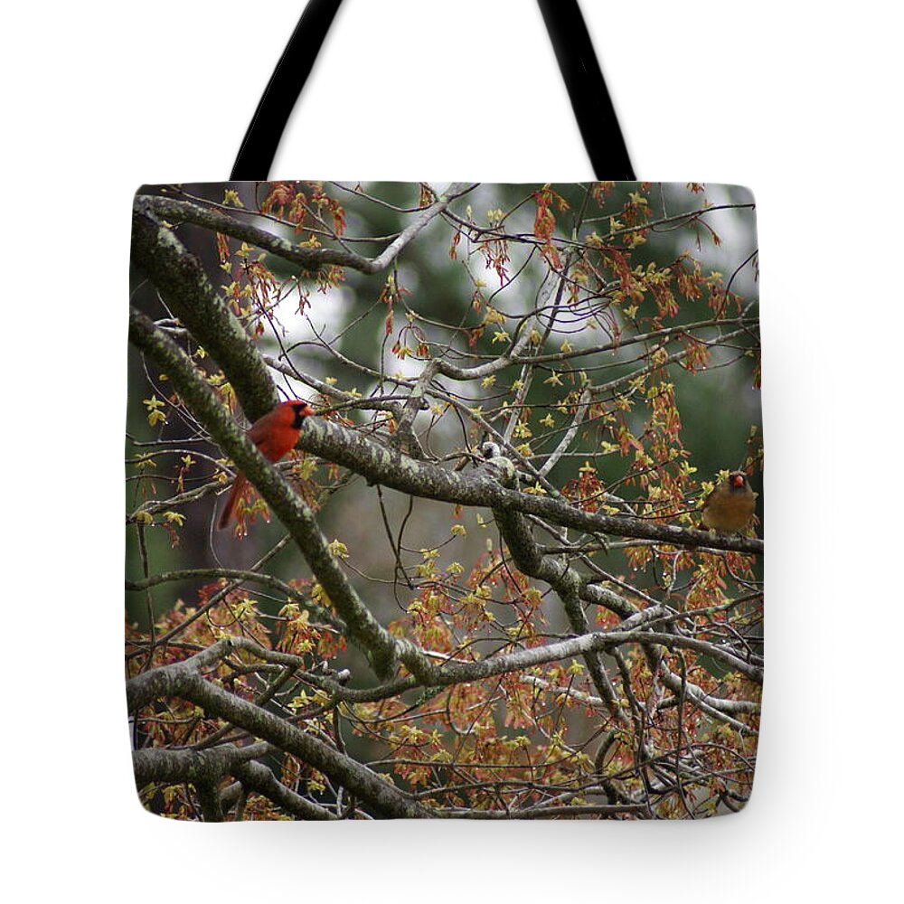  Tote Bag featuring the photograph Northern Cardinal Male by Heather E Harman