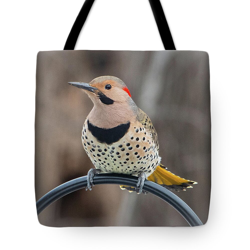 2019 Tote Bag featuring the photograph Northern Flicker 4 by Gerri Bigler
