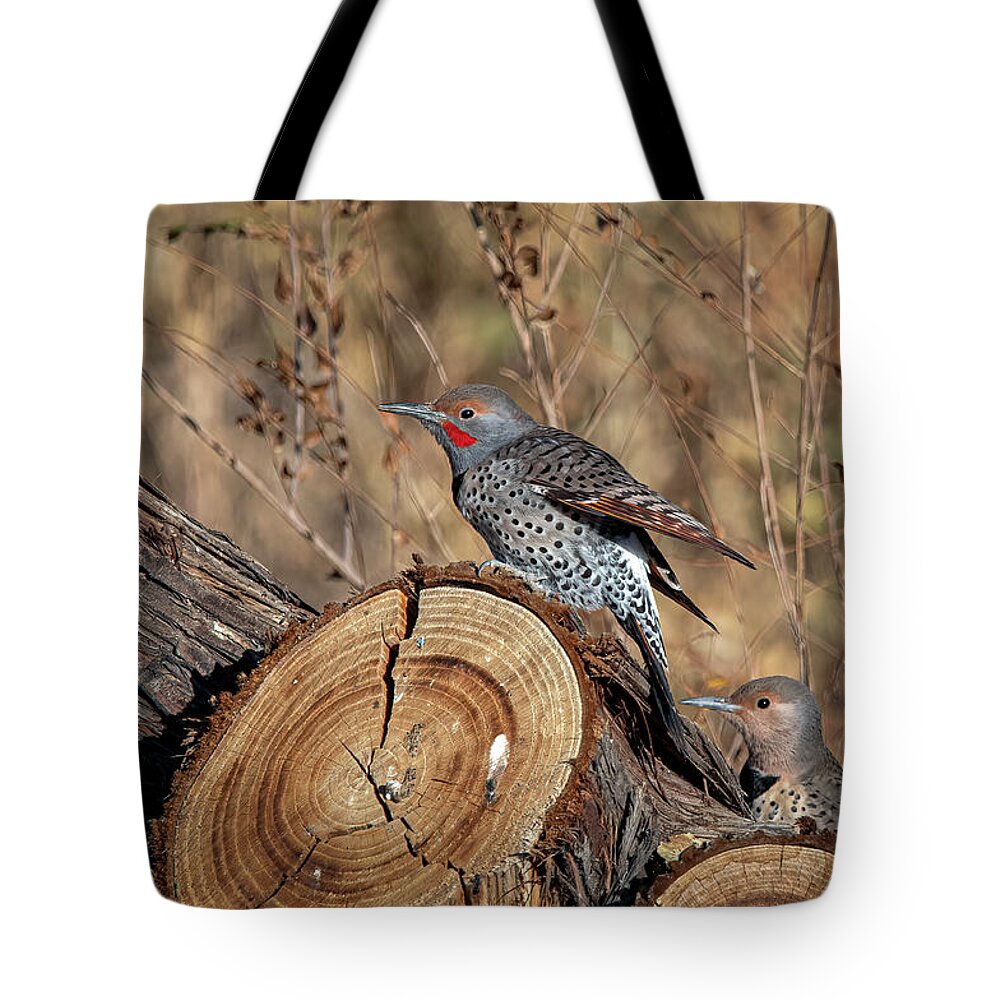 Northern Flicker Woodpecker Tote Bag featuring the photograph Northern Flickers by Rick Mosher