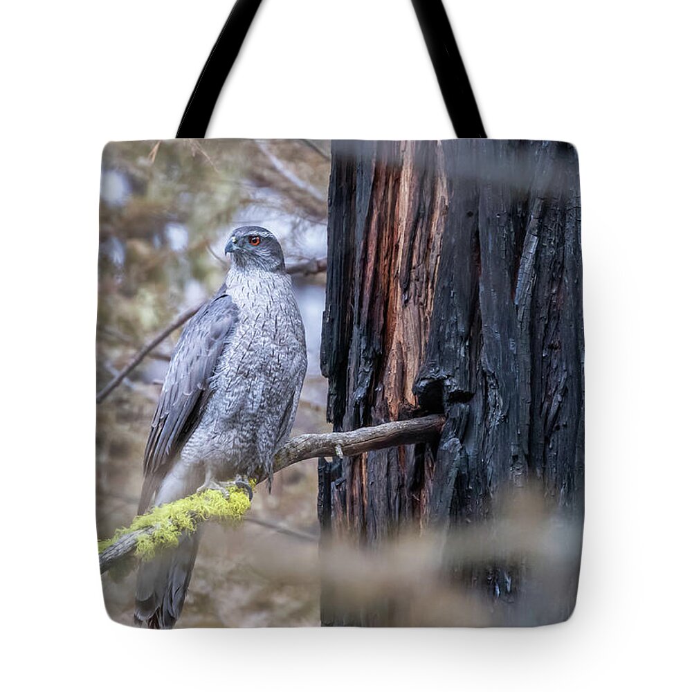 Raptor Tote Bag featuring the photograph Northern Goshawk 2 by Randy Robbins
