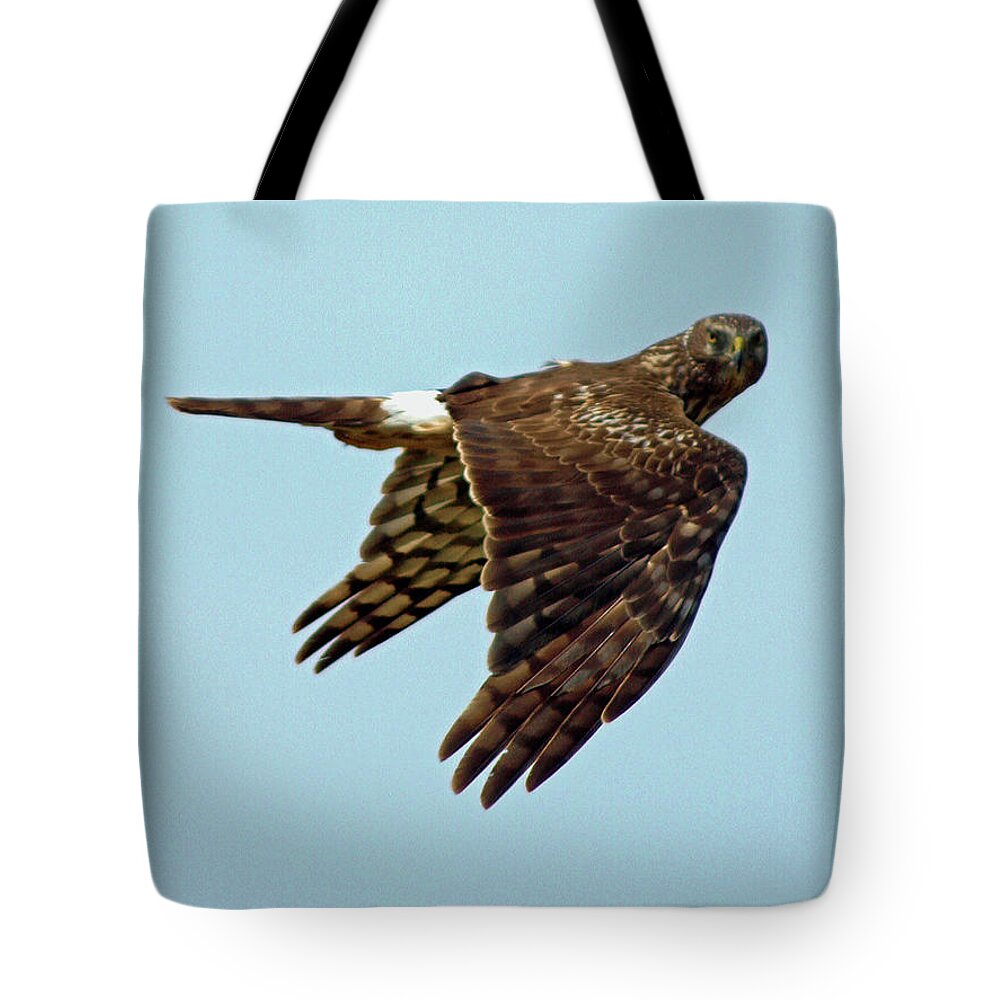 Animal Tote Bag featuring the photograph Northern Harrier, Looking at You by DADPhotography