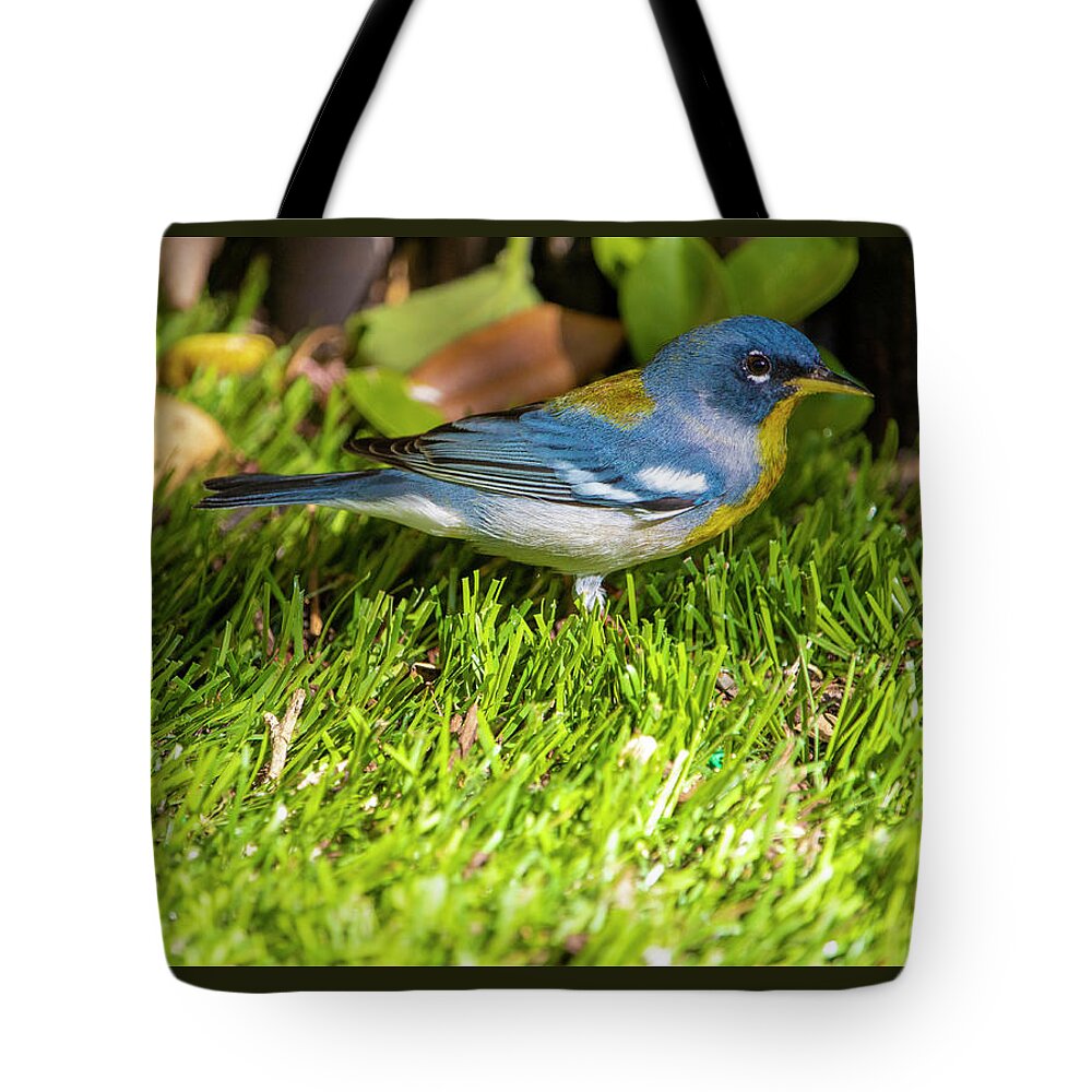 Bird Tote Bag featuring the photograph Northern Parula Bird Visit by Blair Damson