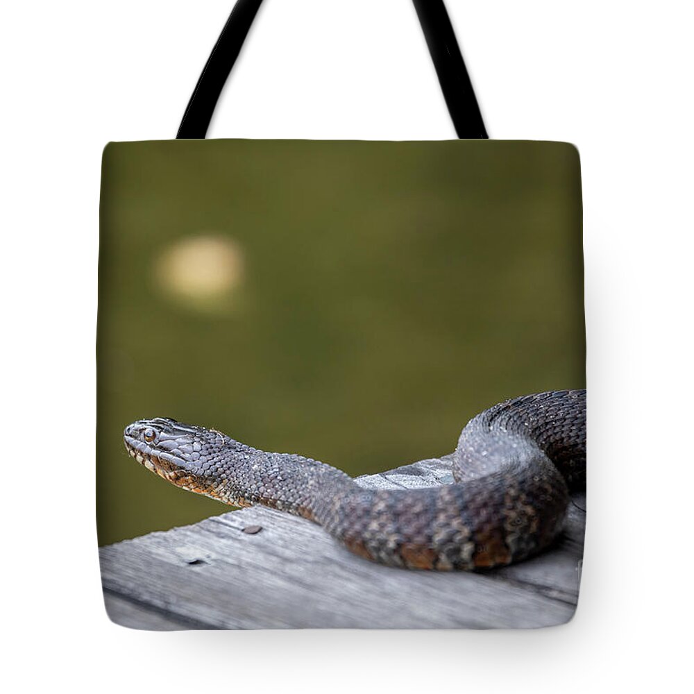 Northern Water Snake Tote Bag featuring the photograph Northern Water Snake by Jim West