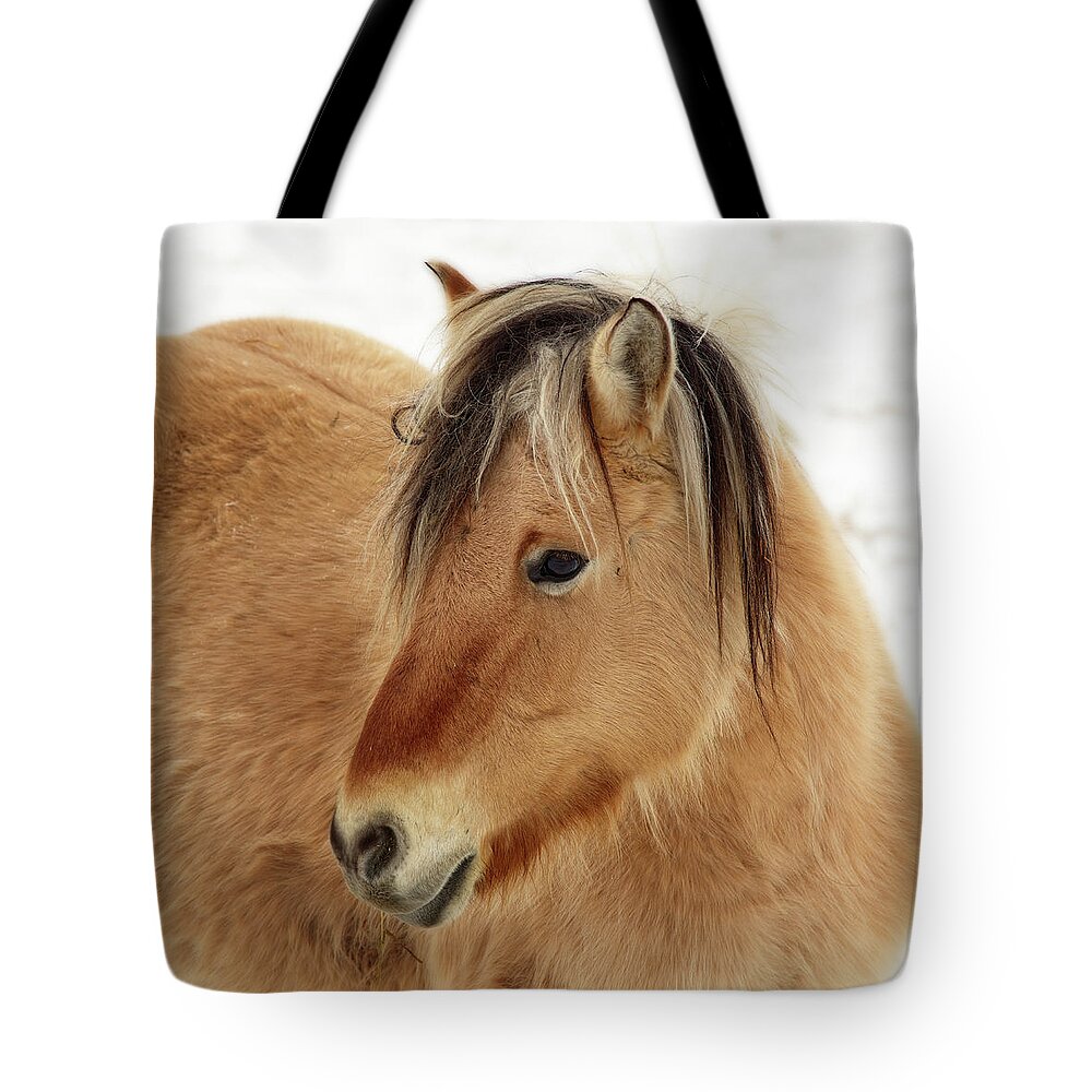 Norwegian Fjord Horse Tote Bag featuring the photograph Norwegian Fjord Horse Colt - in ND winter scene by Peter Herman