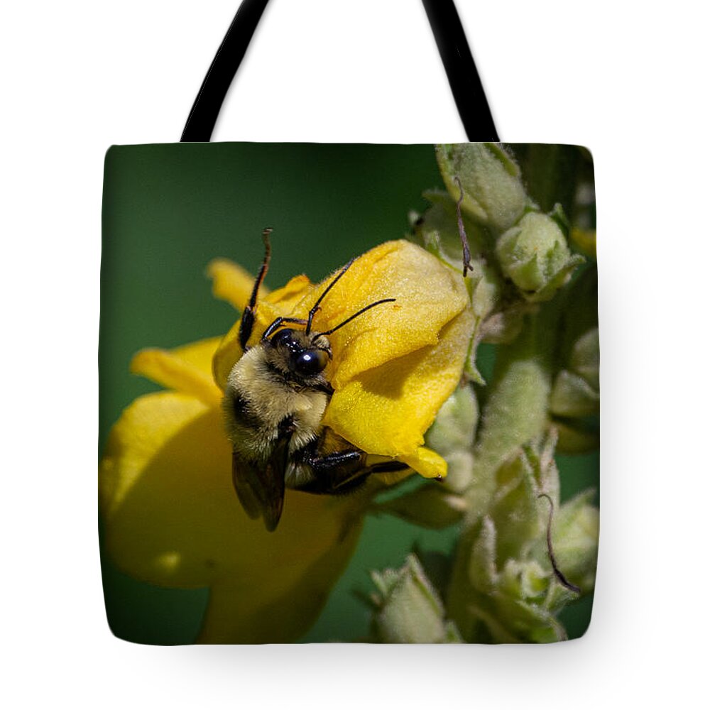 Bumblebee Tote Bag featuring the photograph Not taking the Littles for Granted by Linda Bonaccorsi