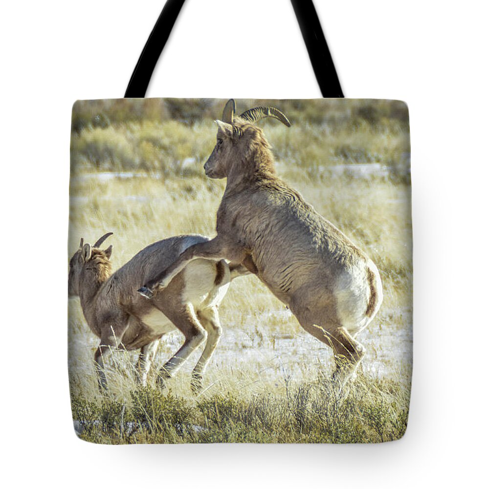Wildlife Tote Bag featuring the photograph Not today I have a headache by Ed Stokes