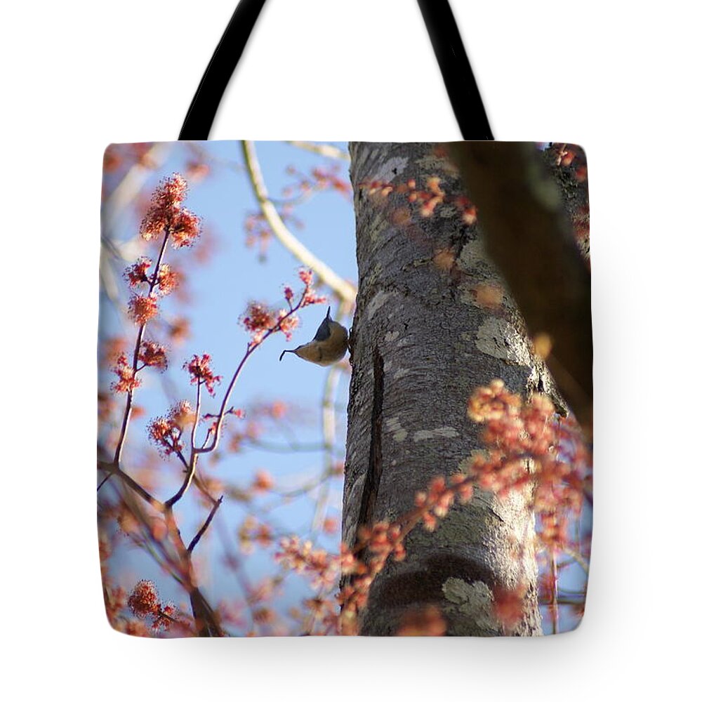 Tote Bag featuring the photograph Nuthatch Treat by Heather E Harman